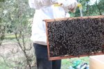 Transfert des cadres d'une ruche à l'autre