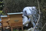 Inspection des planchers des ruches